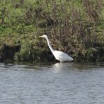 Vogelbeobachtung in den Niederlanden: Top-Spots und Jahreszeiten Silberreiher im Flachwasser der Oostvaardersplassen