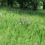 Orchideen finden in Süd-Limburg Blühendes Purpur-Knabenkraut im Orchideengarten Gerendal in Süd-Limburg