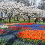 Der Keukenhof: Öffnungszeiten, Tickets und die beste Zeit für einen Besuch Bunte Tulpenbeete unter blühenden Kirschbäumen im Keukenhof in Lisse