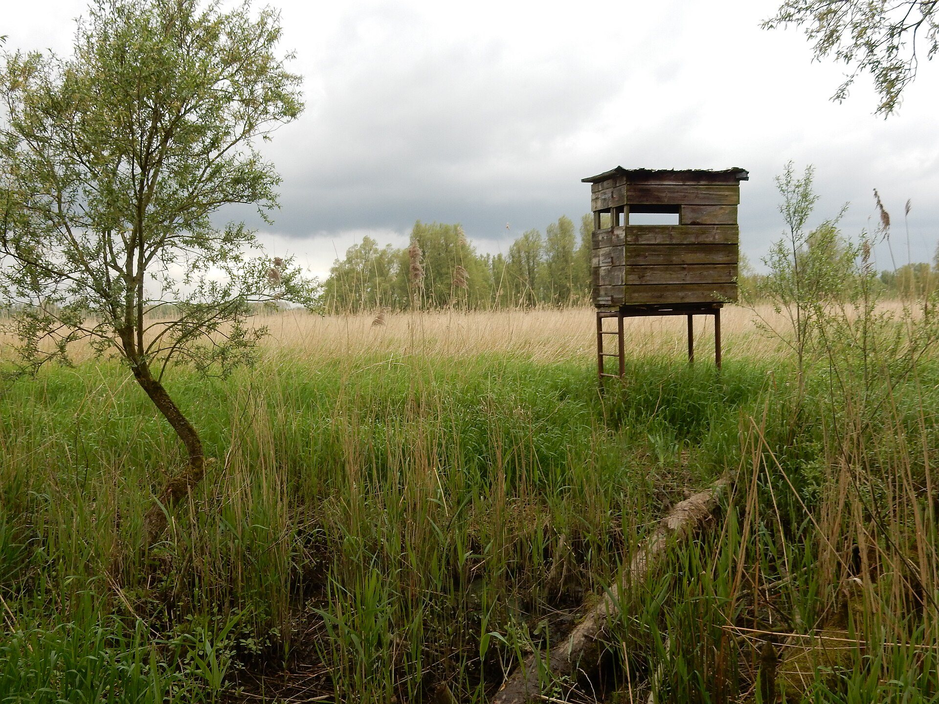 Vogelbeobachtungshütte im Schilf des Nationalparks De Biesbosch