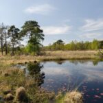 Nationalpark De Meinweg (Limburg): Terrassenlandschaft entdecken Moorsee mit Kiefern und Heide im Nationalpark De Meinweg in Limburg