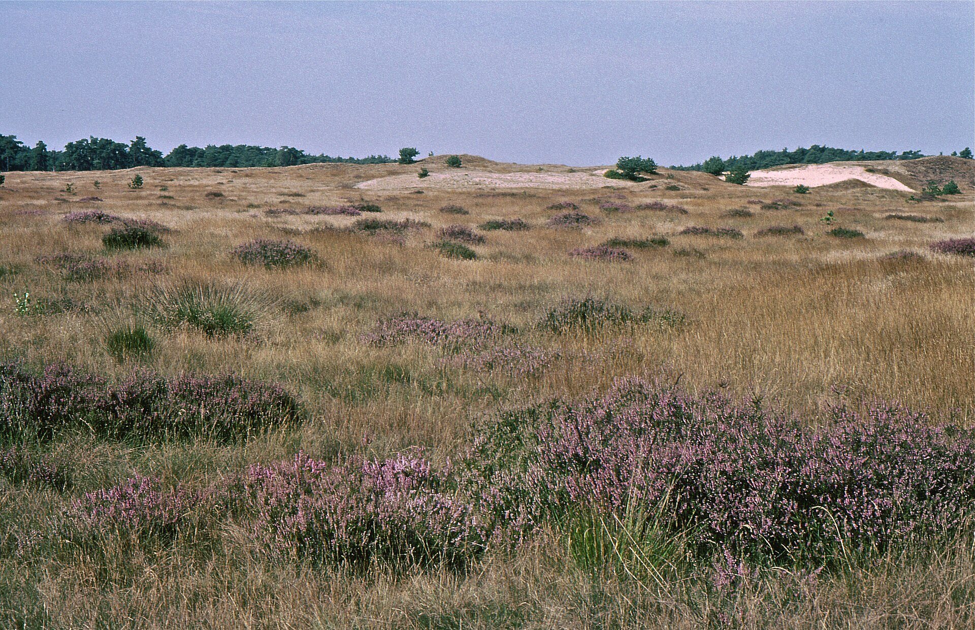 Heide mit blühendem Heidekraut und Sandverwehung im Nationalpark De Hoge Veluwe
