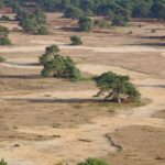 Nationalpark Hoge Veluwe: Wandern, Radfahren und Kunst in Gelderland Sandflächen, Heide und Kiefern im Nationalpark De Hoge Veluwe bei Otterlo