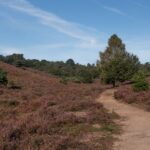 Blühende Heidelandschaften: Wo und wann erleben? Wanderweg durch blühende Heide an der Posbank im Nationalpark Veluwezoom
