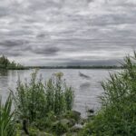 Nationalpark Biesbosch: Vogelbeobachtung im Süßwasserdelta Reiher über Wasser und Röhricht im Nationalpark De Biesbosch