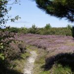 Wandern in den Dünen von Texel Wanderpfad durch blühende Dünenheide im Nationalpark Duinen van Texel