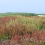 Naturschutzgebiete auf den weniger bekannten niederländischen Inseln Blühende Salzwiese auf der unbewohnten Wattenmeerinsel Rottumeroog