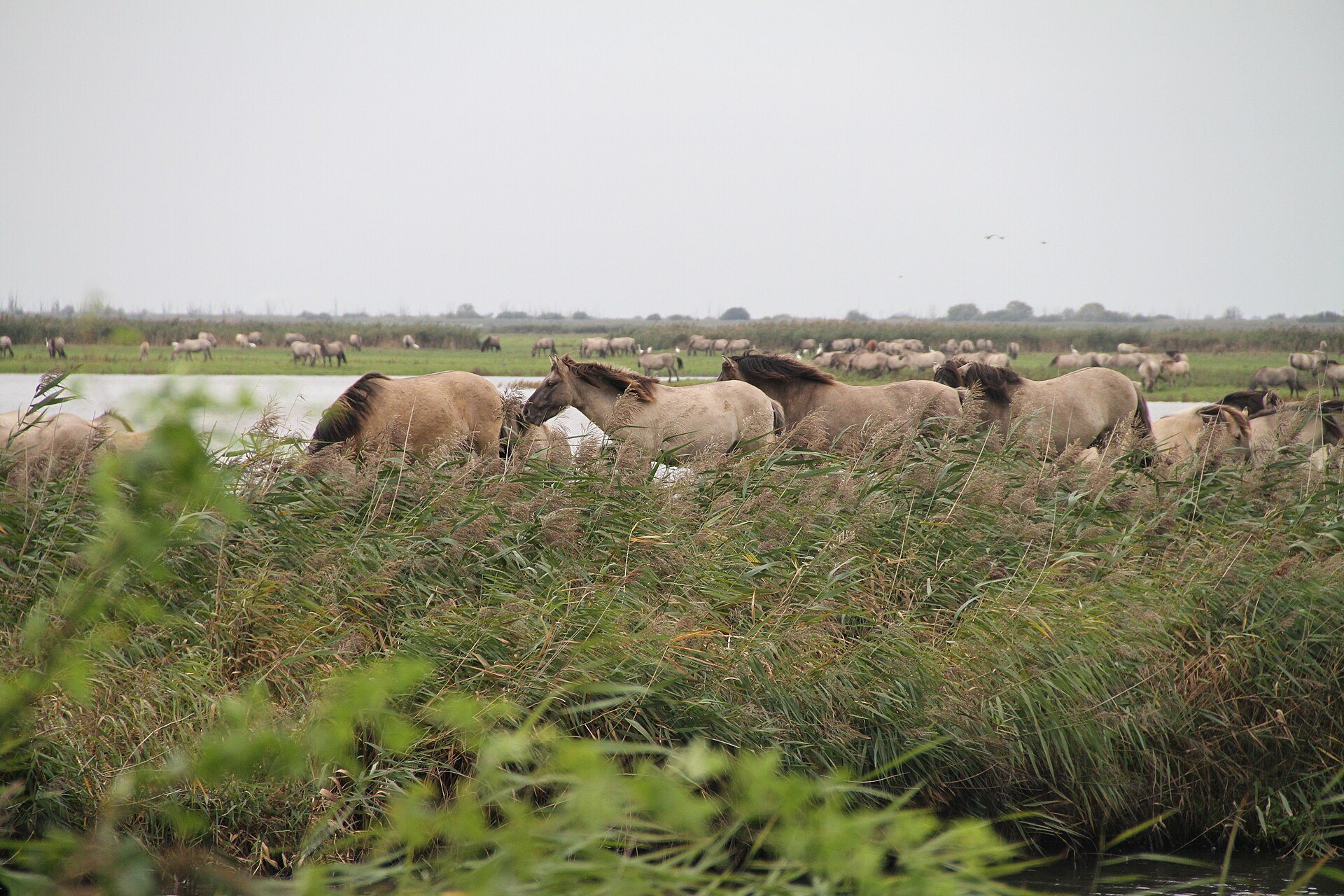 Herde Konikpferde im Schilf der Oostvaardersplassen in Flevoland