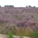 Die Heideblüte in der Veluwe: Wenn die Landschaft lila wird Lila blühende Besenheide auf der Ginkelse Heide bei Ede in der Veluwe