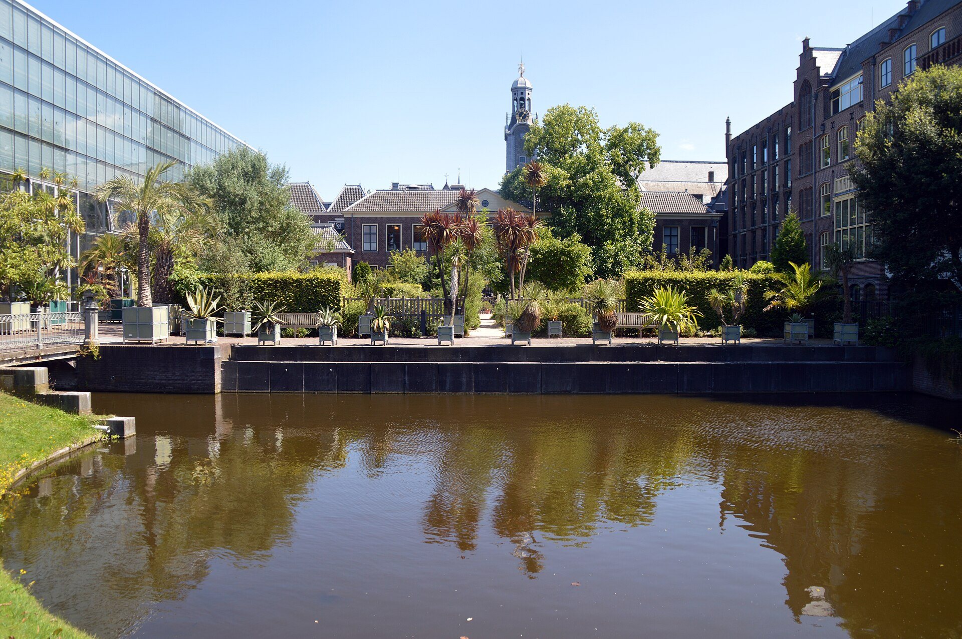 Teich im Hortus Botanicus Leiden mit dem Turm des Academiegebouw