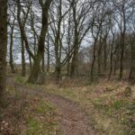Wandern auf ehemaligen Kirchenpfaden (Kerkepaden) Alter Kerkepad durch lichten Wald bei der Jeudenkolke zwischen Wedde und Wedderveer