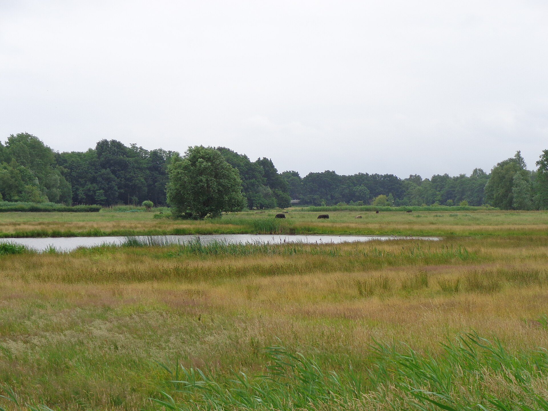 Wiesen und Wasser im Naturschutzgebiet Naardermeer bei Naarden