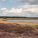 Naturlandschaften der Niederlande: Moore, Dünen und Wälder im Überblick Blühende Heide und Moorgewässer im Nationalpark Dwingelderveld in Drenthe