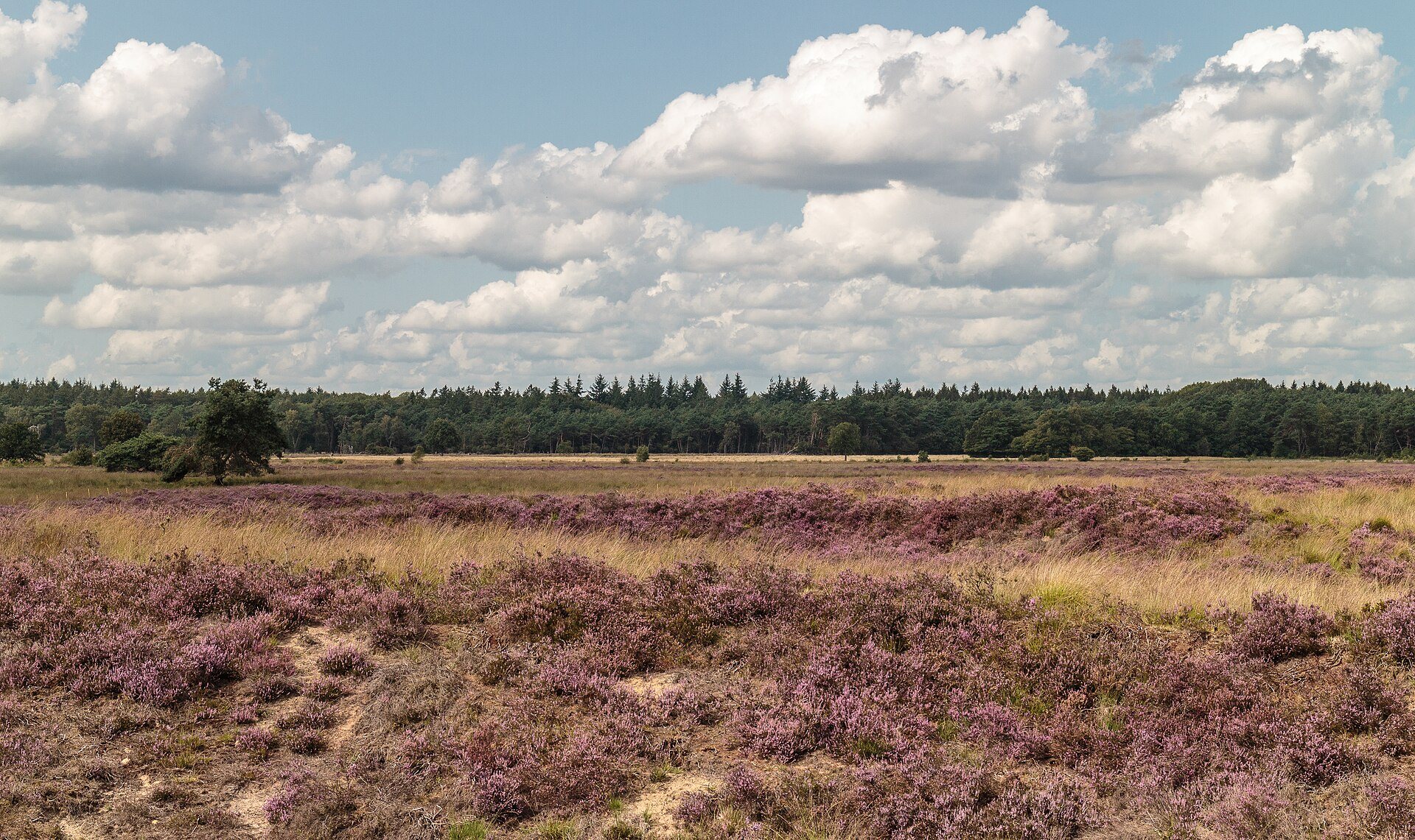 Blühende Besenheide im Nationalpark Dwingelderveld im Spätsommer