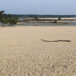 Die Loonse en Drunense Duinen: Wandern in Brabants Sahara Weite Sandfläche mit Kiefern in den Loonse en Drunense Duinen in Nordbrabant