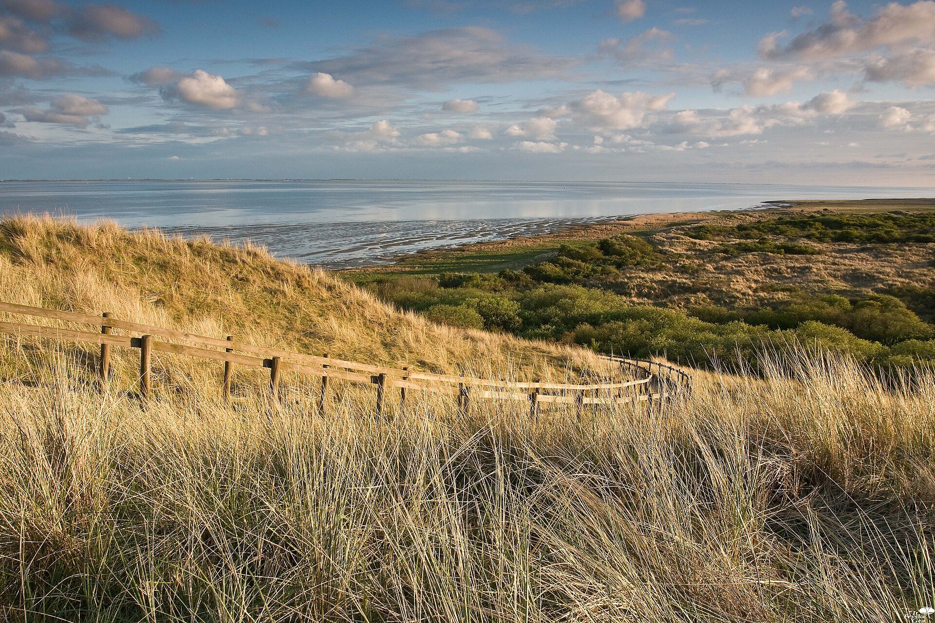 Dünen mit Strandhafer bei Oerd an der Nordseeküste der Insel Ameland