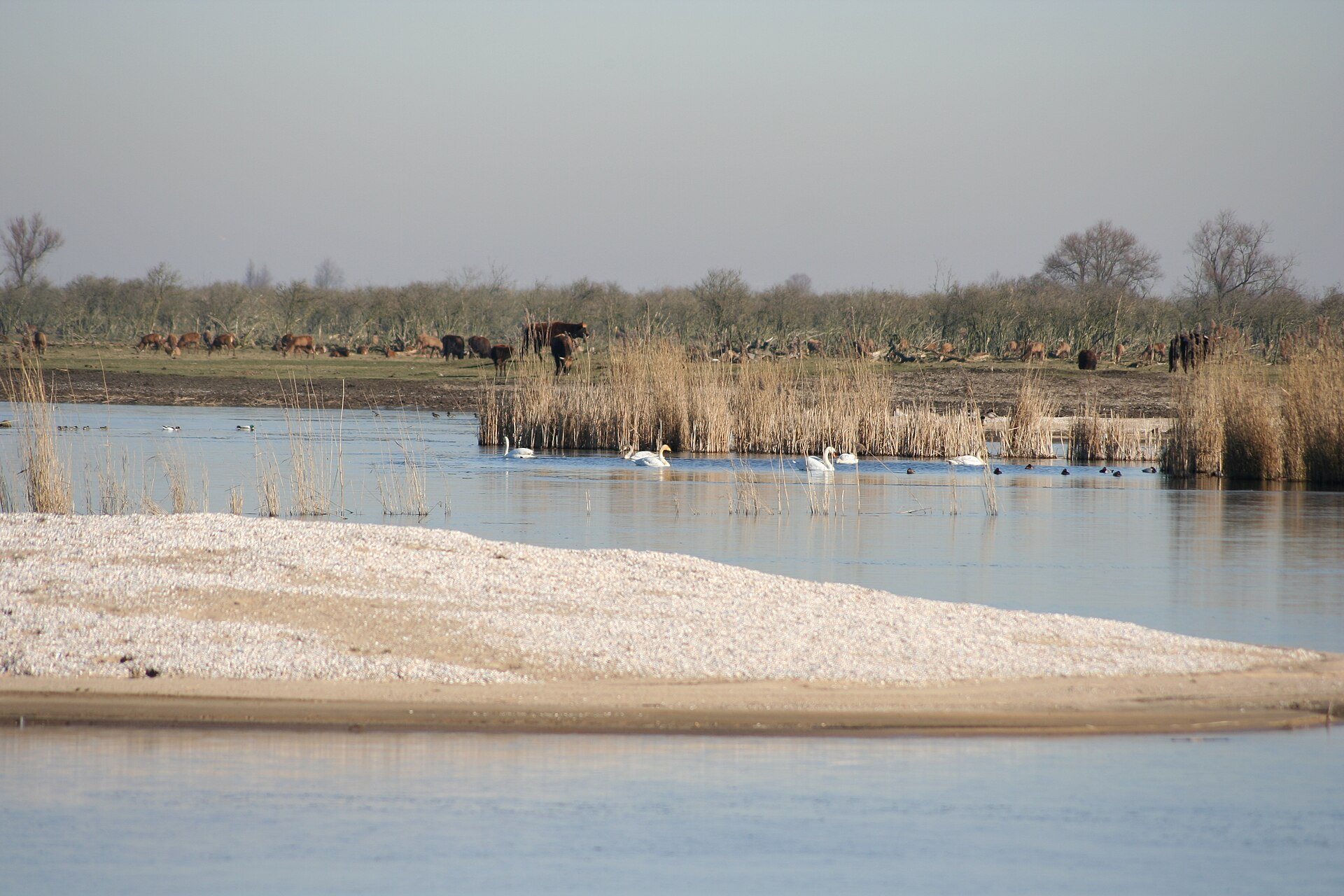 Weidetiere und Schwäne an einem Gewässer der Oostvaardersplassen im Winter