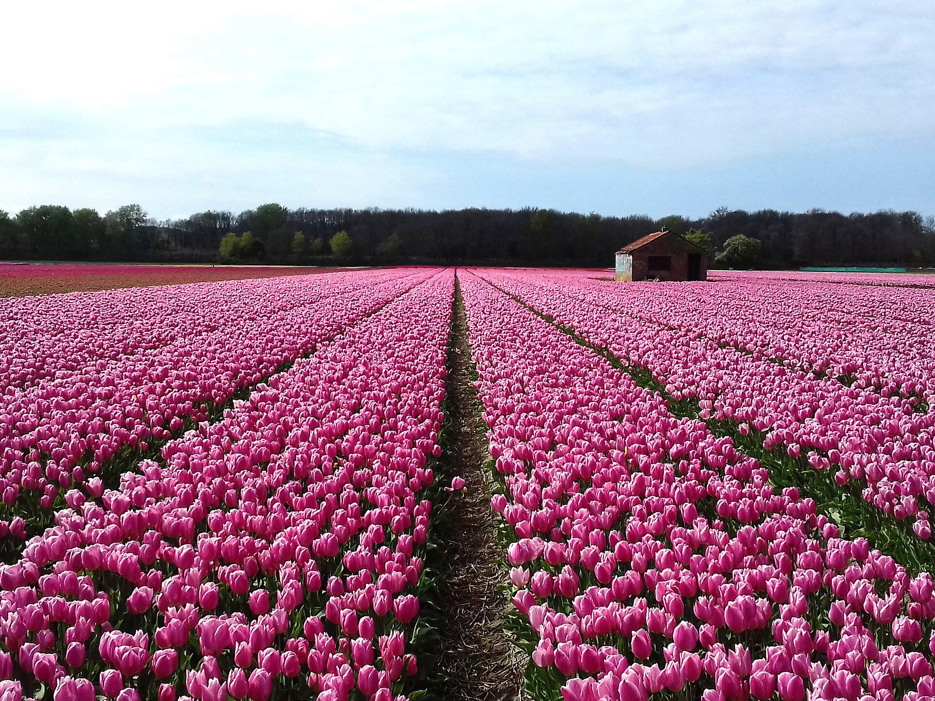 Rosa Tulpenfelder bei Hillegom in der Bollenstreek