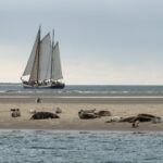 Seehunde beobachten: Beste Chancen an der Küste & auf den Inseln Seehunde ruhen auf einer Sandbank westlich von Terschelling, dahinter ein Segelschiff