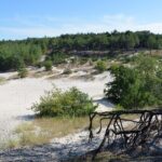 Die Sanddünen von Schoorl: Ein Naturspielplatz für Groß und Klein Sandmulde zwischen Kiefern in den Schoorlse Duinen bei Schoorl