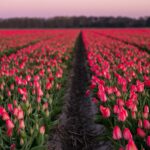 Die besten Instagram-Spots in den Niederlanden Reihen blühender rosa Tulpen auf einem Feld in Holland im Morgenlicht