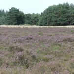Die Strabrechtse Heide bei Eindhoven Blühende Heide vor Kiefernwald auf der Strabrechtse Heide bei Heeze