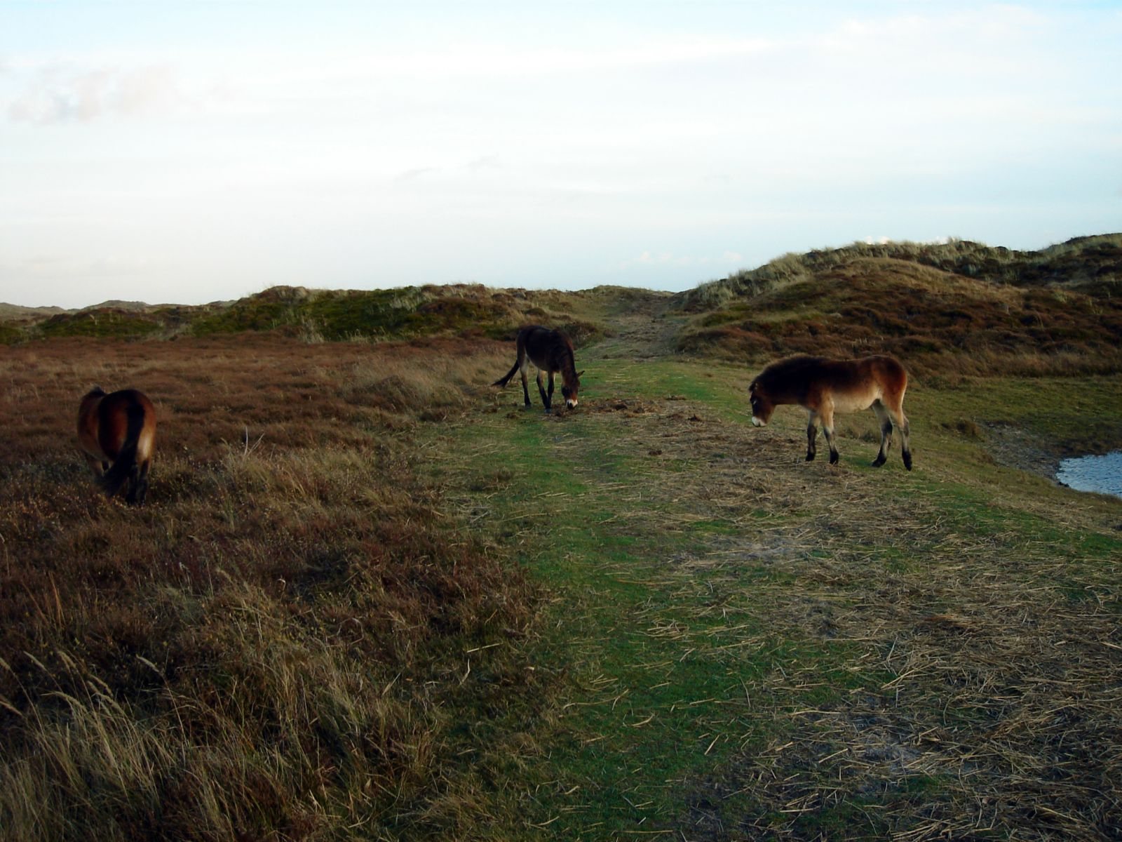Exmoorponys grasen in der Dünenheide des Nationalparks Duinen van Texel