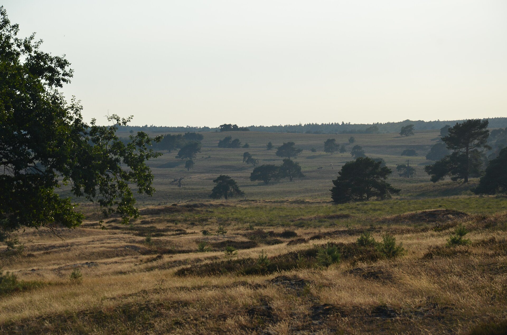 Weite Heidelandschaft mit Baumgruppen im Nationalpark Veluwezoom bei Rheden