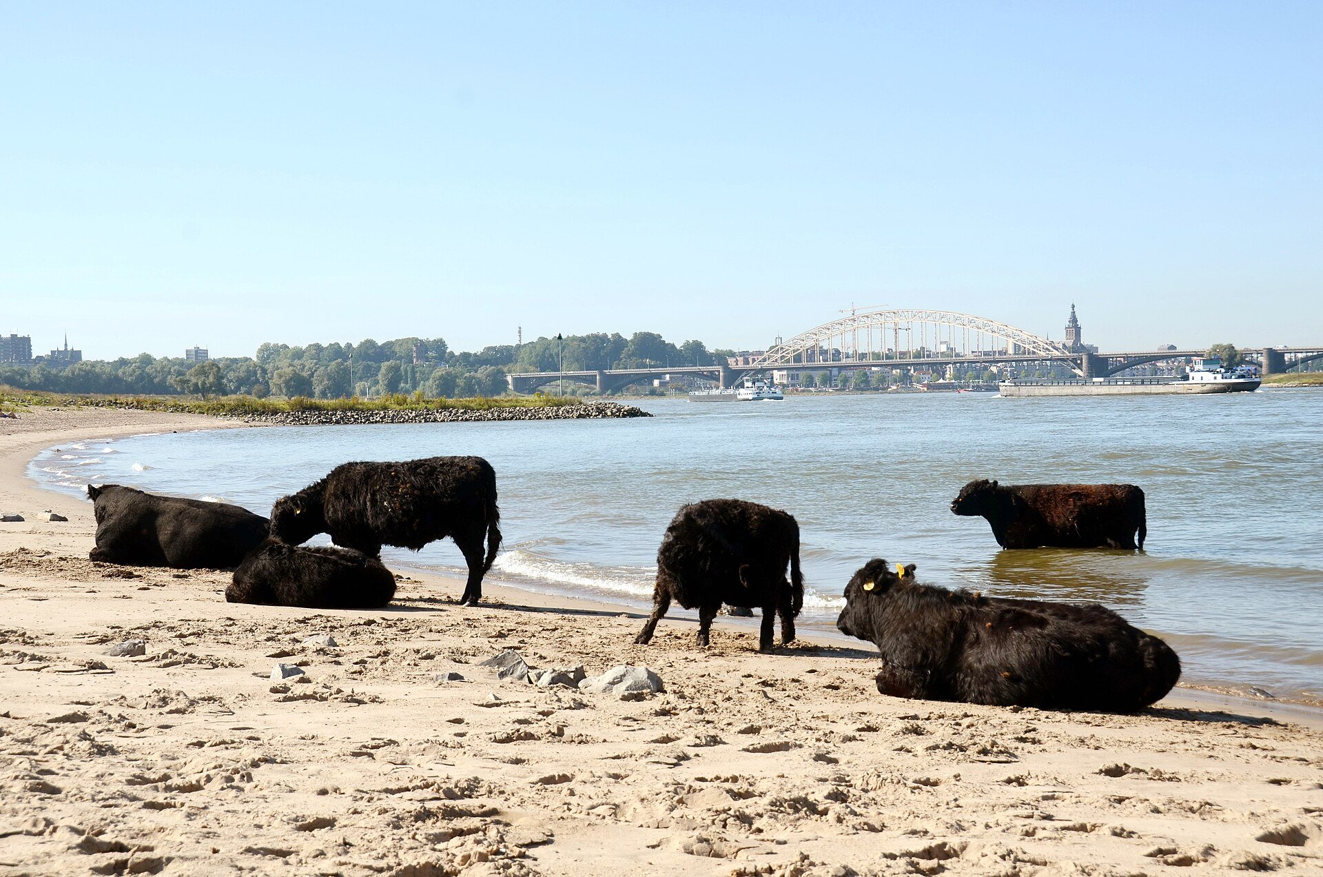 Rinder am Waalstrand im Ooijpolder mit Blick auf Waalbrug und Nijmegen