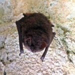 Fledermäuse in den Mergelgrotten von Süd-Limburg Wimperfledermaus hängt an der Mergelwand einer Grotte in Valkenburg aan de Geul
