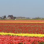 Die Tulpenfelder rund um Lisse: Wann und wie Sie die Blüte erleben Blühendes Tulpenfeld in Rot und Gelb bei Lisse