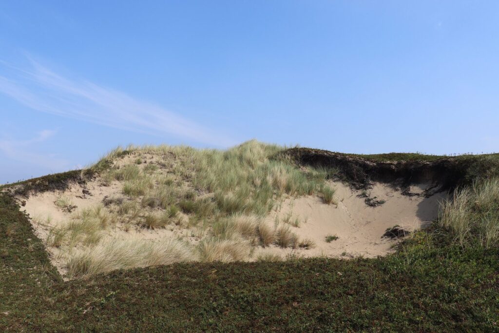 Sandige Düne mit Strandhafer im Naturgebiet Coepelduynen bei Noordwijk
