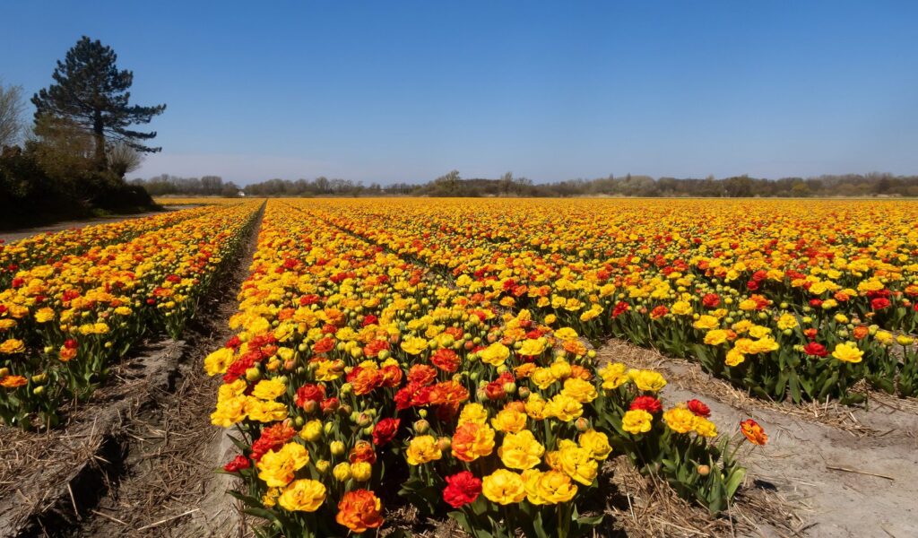 Blühendes Tulpenfeld mit gelbroten Tulpen an den Oosterduinen bei Noordwijkerhout