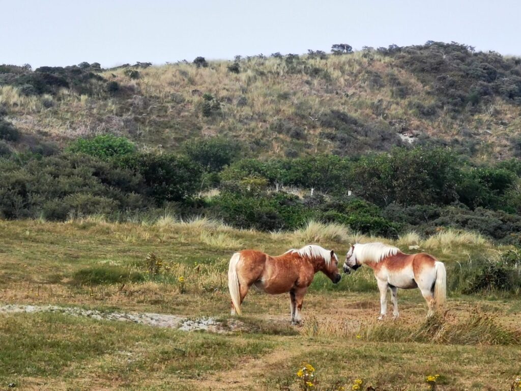 Zwei Haflinger-Pferde grasen in der Dünenlandschaft bei Renesse