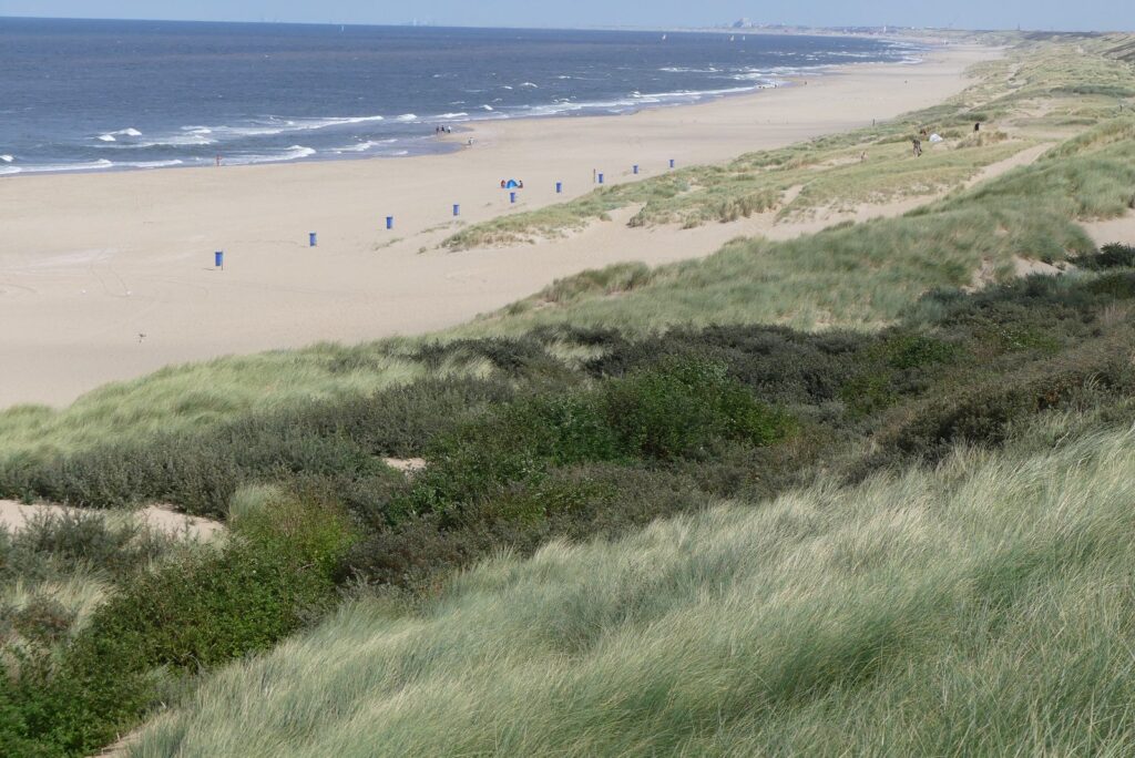 Dünen mit Strandhafer und breiter Strand am Noorderstrand von Scheveningen