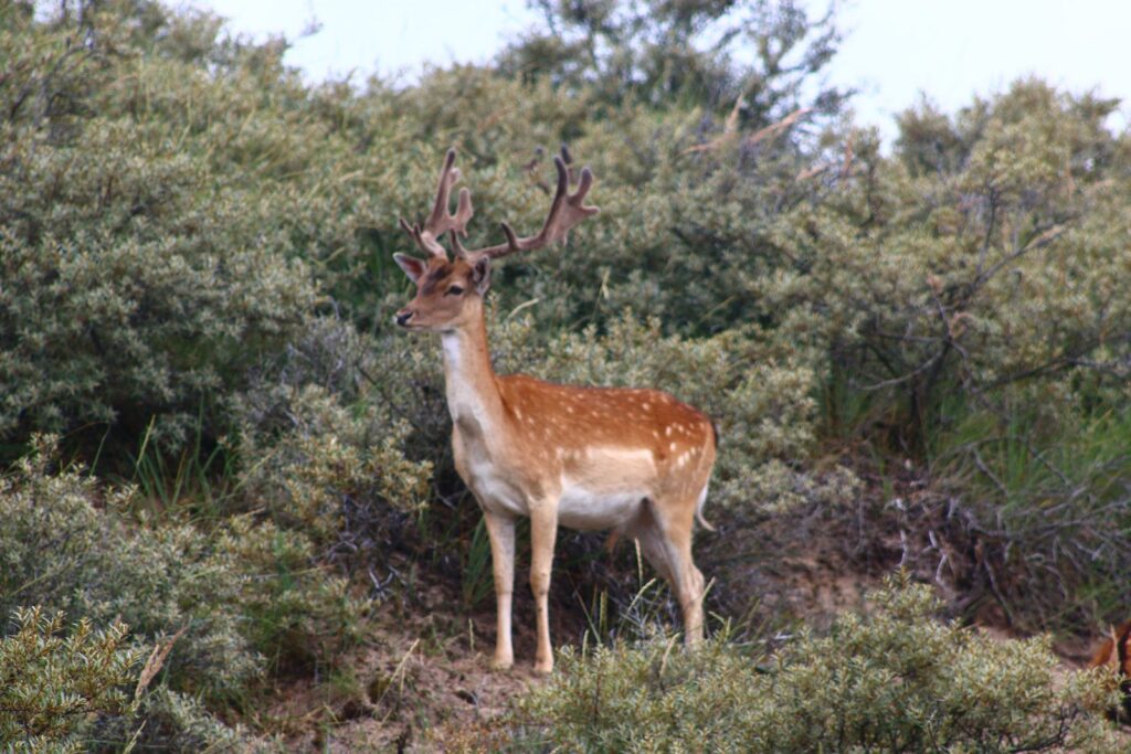 Damhirsch zwischen Sträuchern in den Kennemer Dünen bei Zandvoort